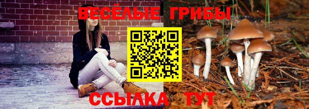 Псилоцибиновые грибы Psilocybine cubensis Михайловск